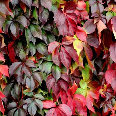 Virginia Creeper Autumn Leaves