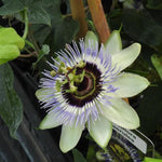 Common Blue Passion Flower