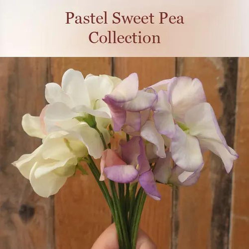 Pastel Sweet Pea Collection Flowers