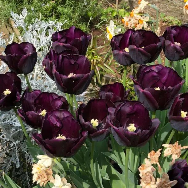 Paul Scherer Tulip Flowers