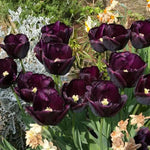 Paul Scherer Tulip Flowers