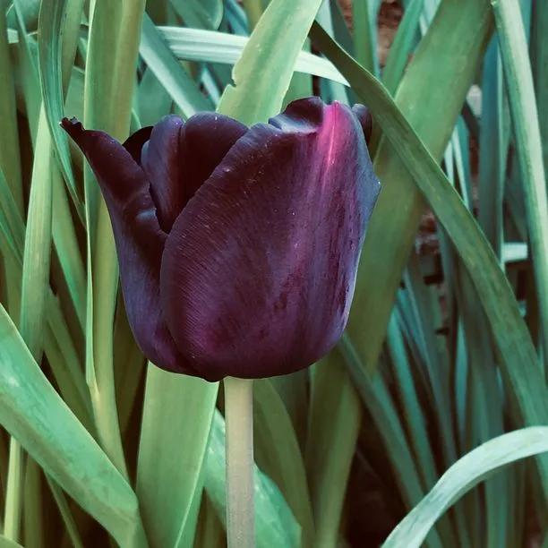 Paul Scherer Tulip Flowers