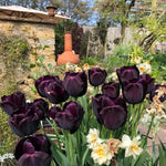 Paul Scherer Tulip Flowers