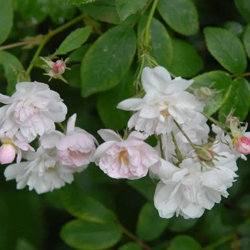 Pauls Himalayan Musk Rambling Rose Flowers