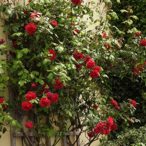 Pauls Scarlet Climbing Rose Flowers