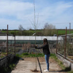 Bareroot 6cm to 8cm girth Pauls Scarlet hawthorn tree