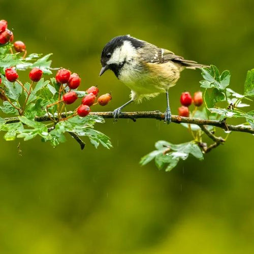Pauls Scarlet Hawthorn Berries
