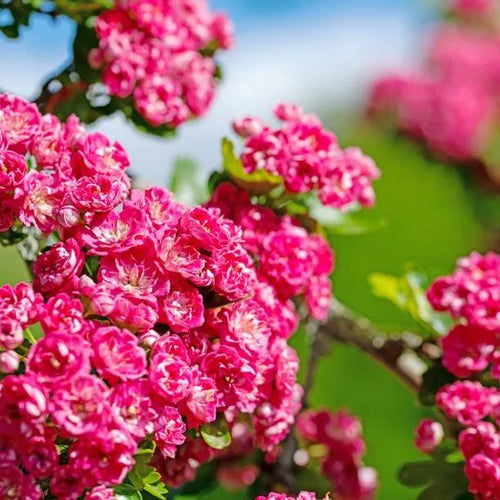 Pauls Scarlet Hawthorn Flowers