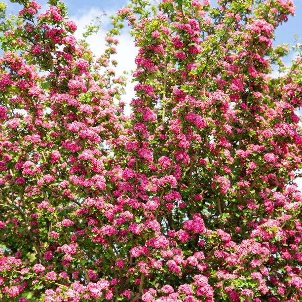Pauls Scarlet Hawthorn Flowers