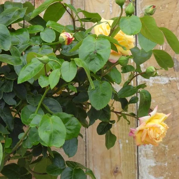 Peace Hybrid Tea Rose Flowers