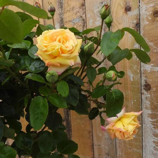 Peace Hybrid Tea Rose Flowers