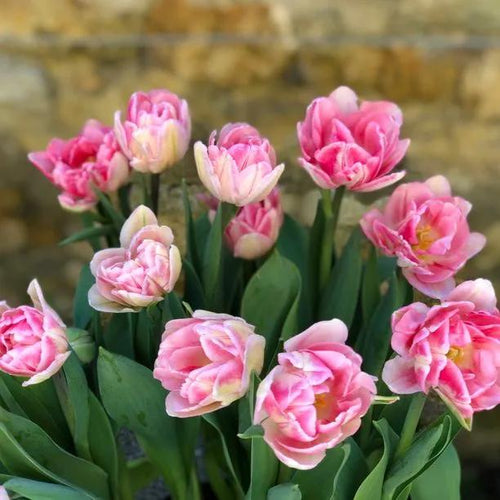 Peach Blossom Tulip Flowers