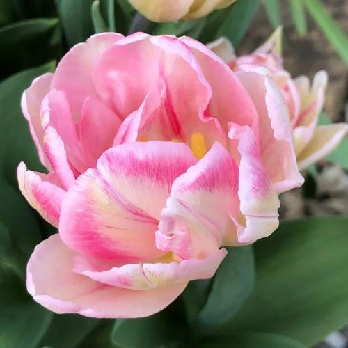 Peach Blossom Tulip Flowers - Pink and Cream