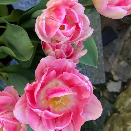 Peach Blossom Tulip Flowers - Close-up