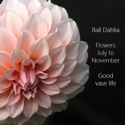 Peaches Pink Dahlia Flowers