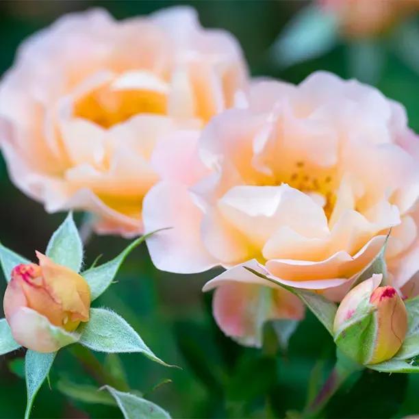 Peachy Patio Shrub Rose Flowers