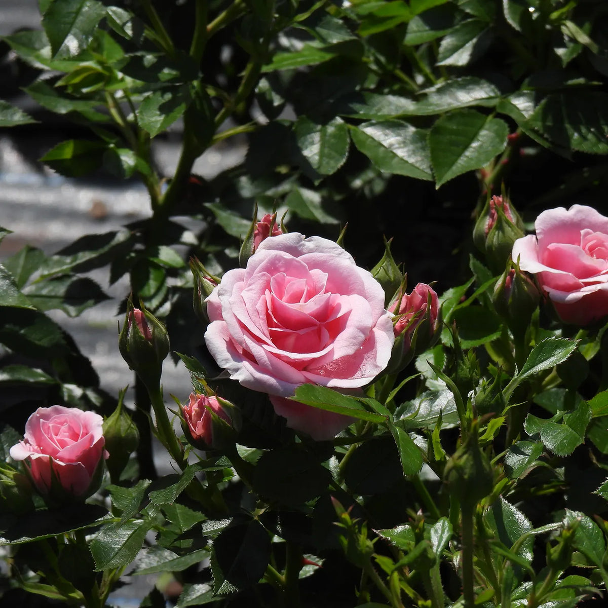 Pink roses with green leaves in a garden setting