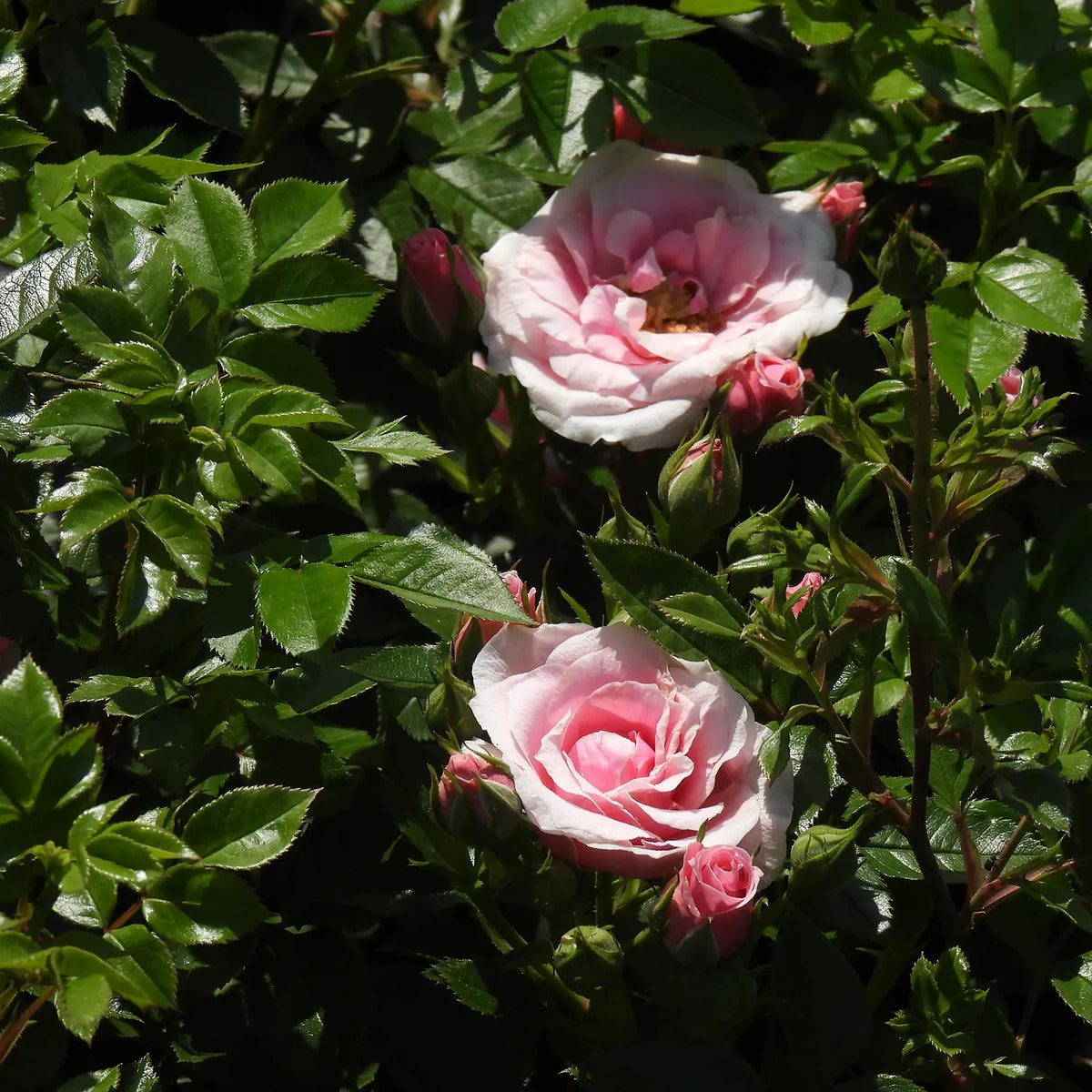 Pink 'Peachy' roses with green leaves in a garden setting