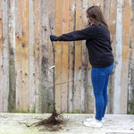 Bareroot Peasgood Nonsuch Maiden Apple Tree