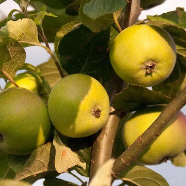 Peasgood Nonsuch Apples on the tree
