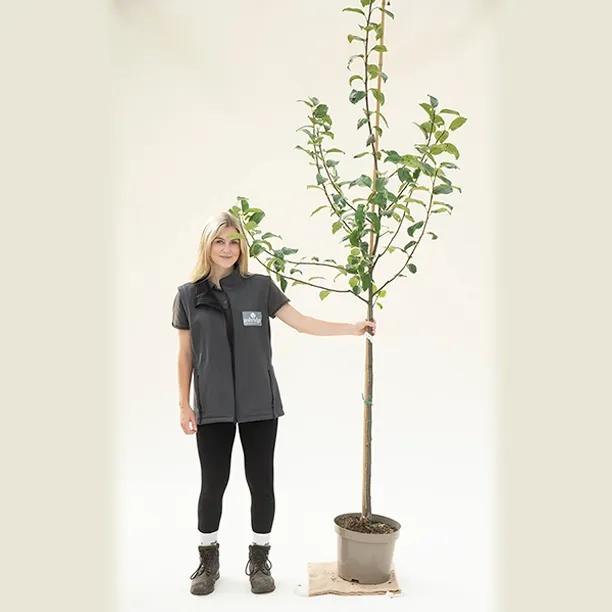 Peasgood Nonsuch Apple Tree - Half Standard - 10 litre Pot
