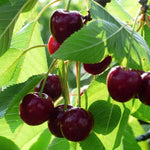 Penny Cherries on the tree