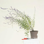 Perovskia Blue Spire Plant in 3 Litre Pot