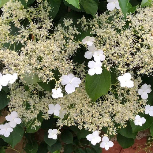 Petiolaris Climbing Hydrangea Flowers