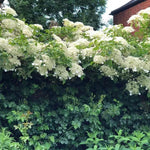 Mature Petiolaris Climbing Hydrangea in flower