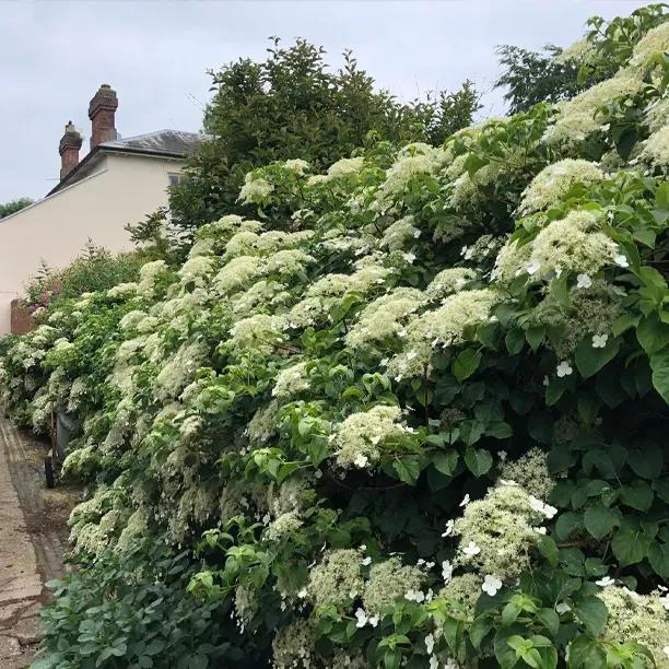 Mature Petiolaris Climbing Hydrangea