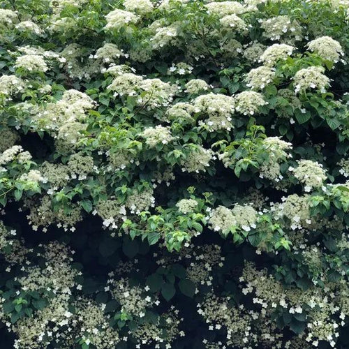 Mature Petiolaris Climbing Hydrangea in flower