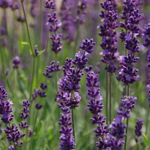 Phenomenal Lavender Flowers