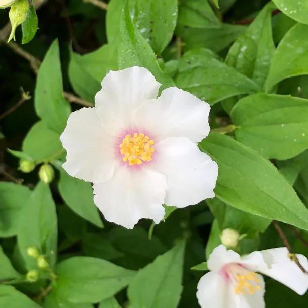 Belle Etoile Mock Orange Flowers