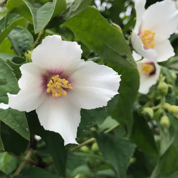 Belle Etoile Mock Orange Flowers