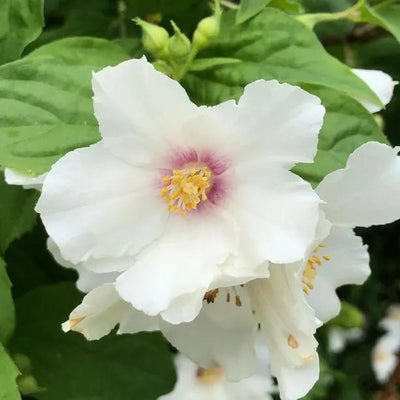 Belle etoile Mock Orange Flowers