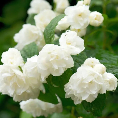 Double White Philadelphus Flowers