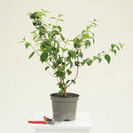 Philadelphus Virginal Plant in 3 Litre Pot