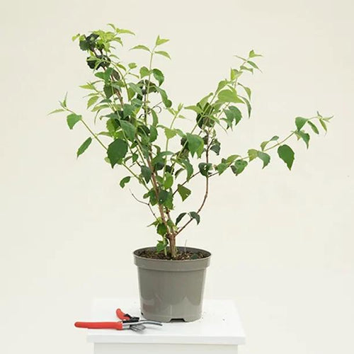 Philadelphus Virginal Plant in 3 Litre Pot