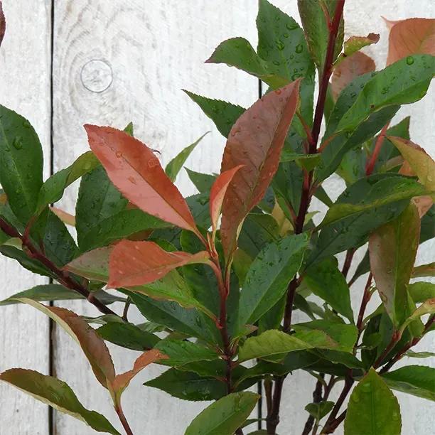 Carre Rouge Photinia Leaves showing ruddy coloured new growth against mature green leaves