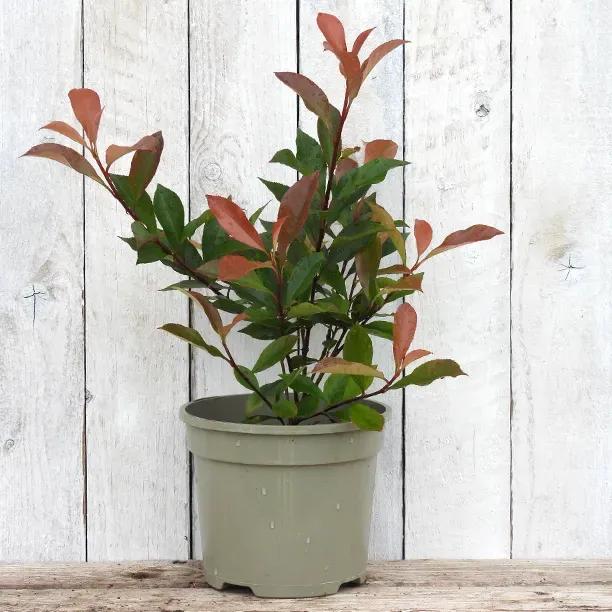 Carre Rouge Photinia Plant