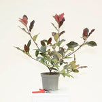 Red Robin Photinia Plant in 3 Litre Pot