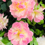 Phyllis Bide Rambling Rose Flowers