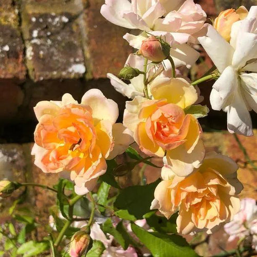 Phyllis Bide Rambling Rose Flowers