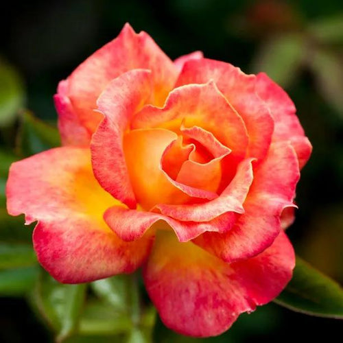 Piccadilly Rose Hybrid Tea Rose Flowers