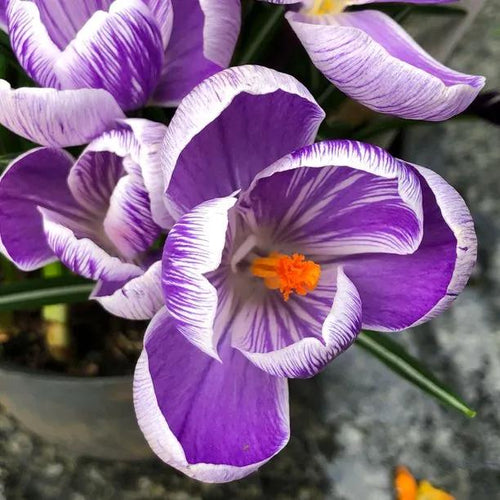 Pickwick Crocus Flowers