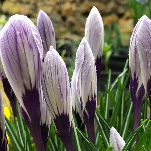 Pickwick Crocus Flowers - Purple and White