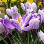 Pickwick Crocus Flowers