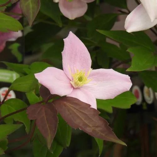 Pictons Variety Clematis Flowers