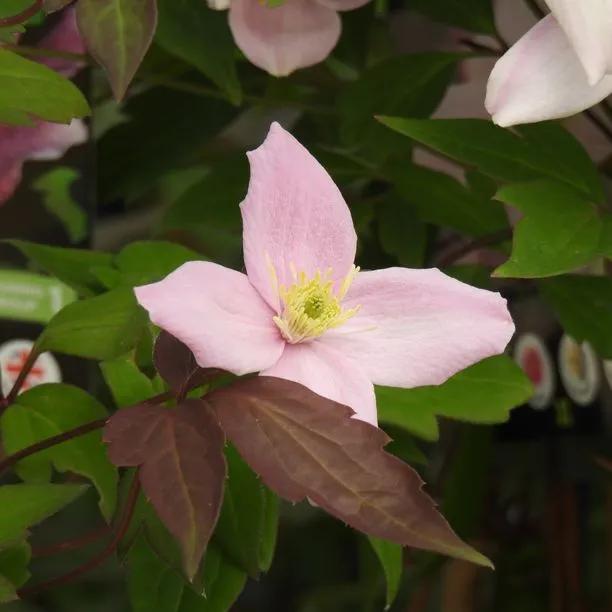 Pictons Variety Clematis Flowers