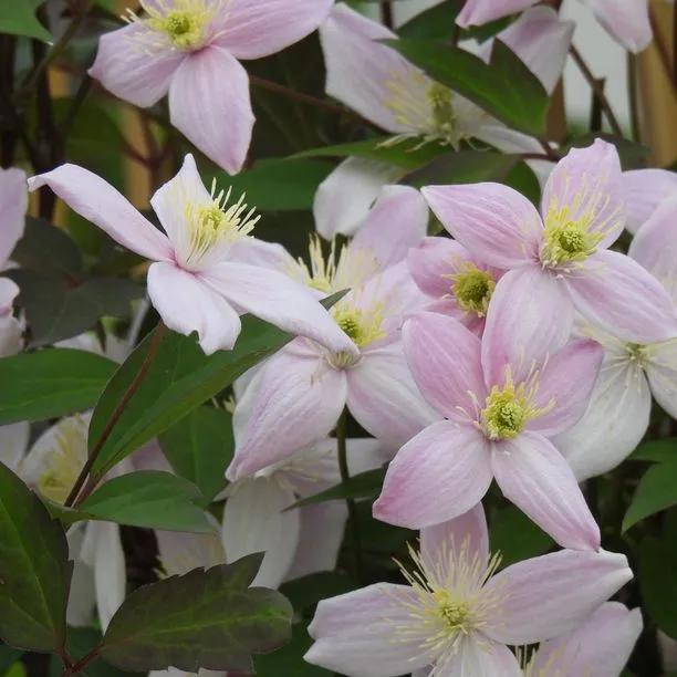 Pictons Variety Clematis Flowers